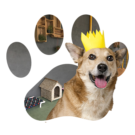 Cão com coroa na AZ Dogs