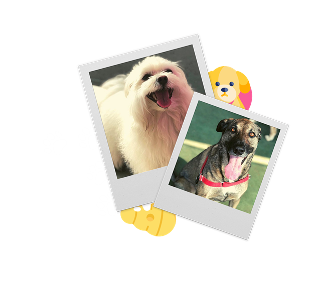 Cães da AZ Dogs em fotos