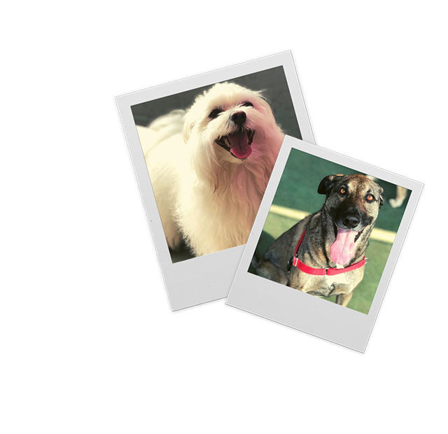 Cães da AZ Dogs em fotos