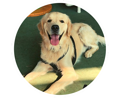 Cão golden retriever na área de convivência
