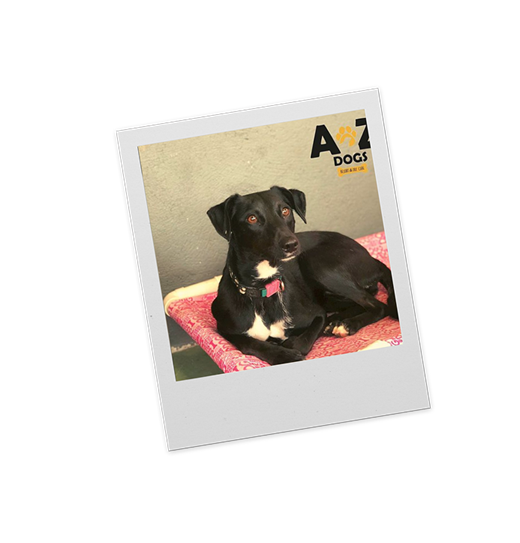 Filhote preto com a marca da AZ Dogs