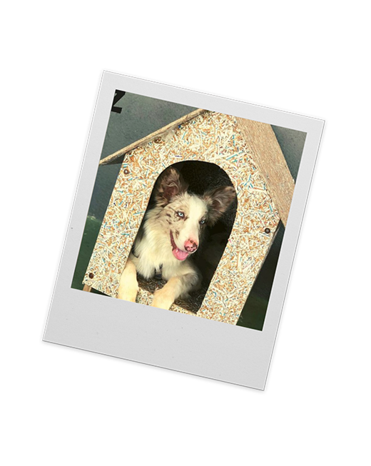 Husky dentro da casinha