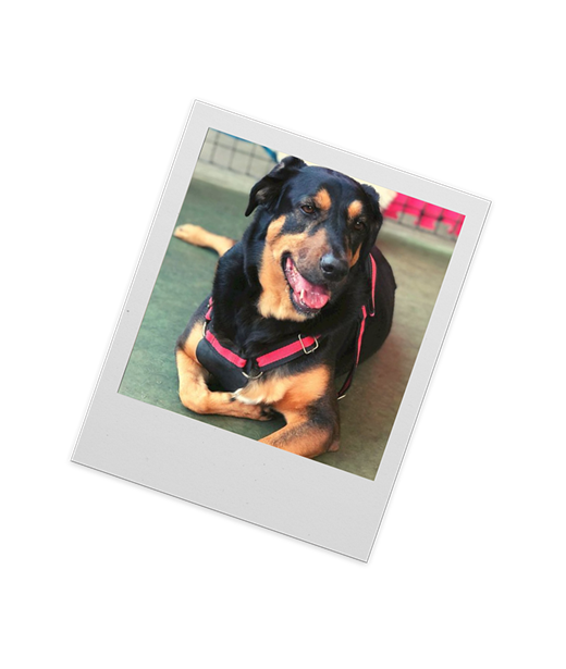 Cão de pelagem escura com peitoral rosa