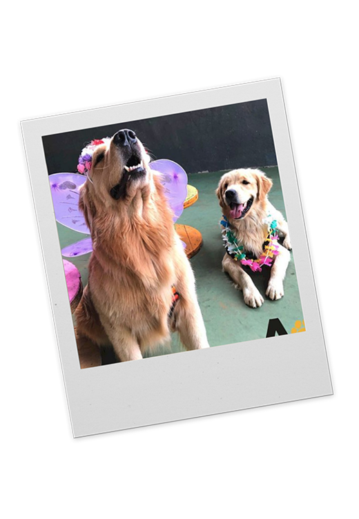 Dois cães de pelagem clara brincando
