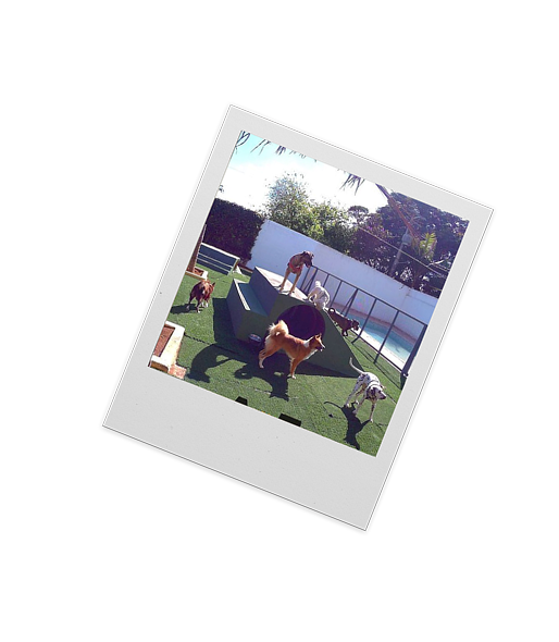 Cães brincando no gramado