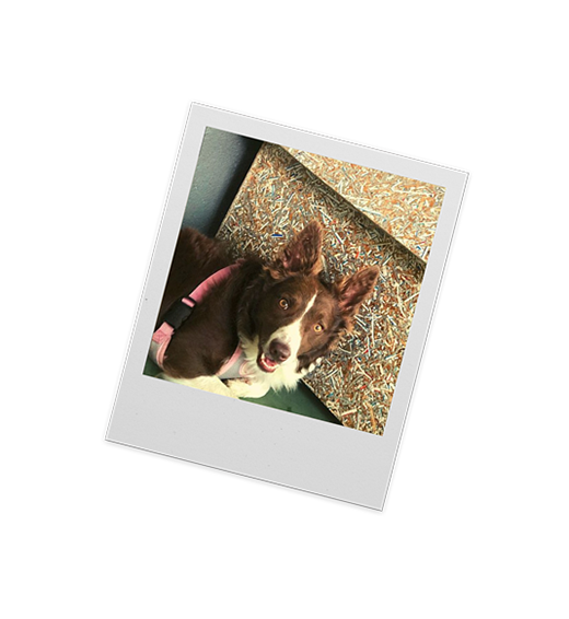 Cão marrom dentro da casinha