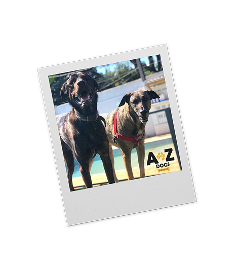 Dois cães da AZ Dogs lado a lado